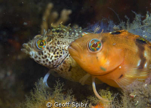 2 different coloured klipfish (clinids) in False Bay, Cap... by Geoff Spiby 